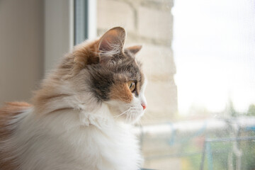 Fluffy cat at home look at the window waiting pet