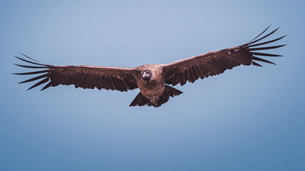 eagle in flight