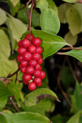Schisandra chinensis. Bunches of ripe berries, red lemongrass of the Far East, among lianas and leaves, wet after rain.