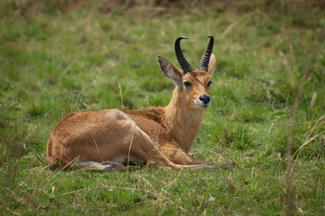 Foto op Canvas Bohor Reedbuck - Redunca redunca antilope inheems in Centraal-Afrika, dier onder het geslacht Redunca en in de familie Bovidae, bruin middelgroot antilopemannetje dat op het gras ligt © phototrip.cz
