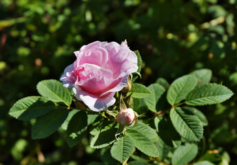 A delicate pink rose flower on a flower bed among green leaves.