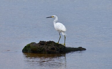 Snowy Egret