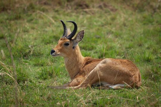 Bohor Reedbuck - Redunca redunca antelope native to central Africa, animal under the genus Redunca and in the family Bovidae, brown medium-sized antelope male laying on the grass