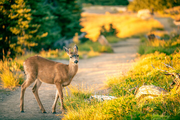 Deer Park in Olympic National Park