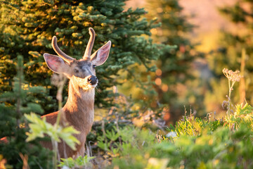 Deer Park in Olympic National Park