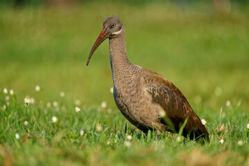 Hadada Ibis - Bostrychia hagedash also hadeda, water bird native to Sub-Saharan Africa, large grey brown species of ibis, narrow long beak, wading african dark bird
