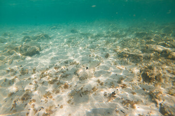 Bottom of the Mediterranean Sea with fishes, white sand and some rocks underwater