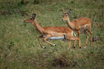 Naklejka na ściany i meble Impala - Aepyceros melampus medium-sized antelope found in eastern and southern Africa. The sole member of the genus Aepyceros, jumping and fast running mammal, brown color grazing herbivore