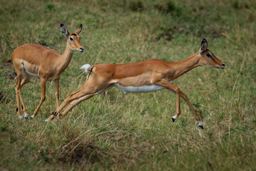 Impala - Aepyceros melampus medium-sized antelope found in eastern and southern Africa. The sole...