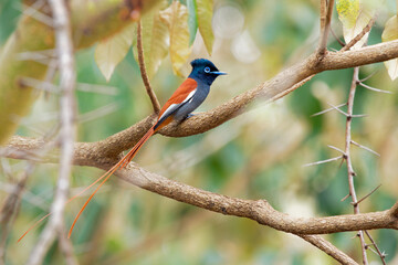 African Paradise-Flycatcher - Terpsiphone viridis a  passerine bird with a very long tail and blue eye in the bush, common resident breeder in Africa south of the Sahara Desert. Beautiful african bird