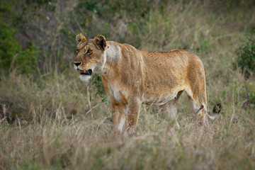 Lion - Panthera leo king of the animals. Lion - the biggest african cat, hurt injured lioness standing in the bush in Masai Mara National Park in Kenya Africa
