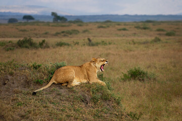 Naklejka na ściany i meble Lion - Panthera leo king of the animals. Lion - the biggest african cat, hurt injured lioness laying in the bush with open jaws in Masai Mara National Park in Kenya Africa