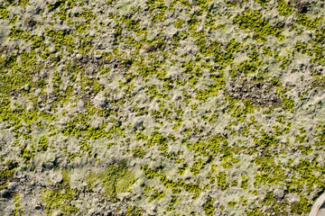 Dried algae on the sand beach