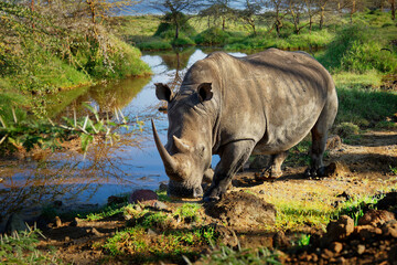 Southern White Rhinoceros or square-lipped rhinoceros - Ceratotherium simum simum, in Lake Nakuru National Park in Kenya, horned rhino feeding on grass