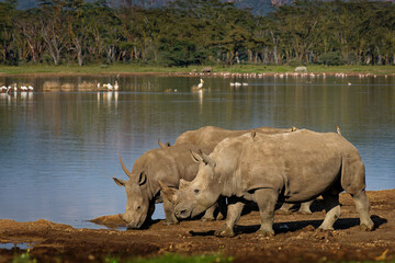 Southern White Rhinoceros or square-lipped rhinoceros - Ceratotherium simum simum, in Lake Nakuru National Park in Kenya, pair of horned rhino feeding on grass