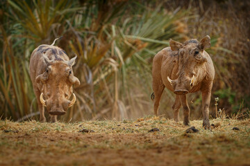 Common Warthog - Phacochoerus africanus  wild member of pig family Suidae found in grassland,...