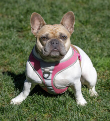 Fototapeta premium 3.5-Year-Old Tan and White Piebald Female Frenchie Sitting and Looking at Camera. Off-leash dog park in Northern California.