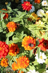 orange flowers in the garden