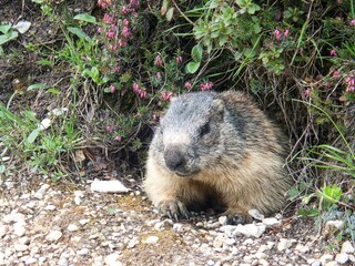 marmot in a mountain and rock