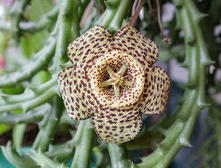 flor extraña
estranger flower