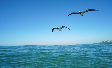 Fototapeta na wymiar Sobrevôo das gaivotas