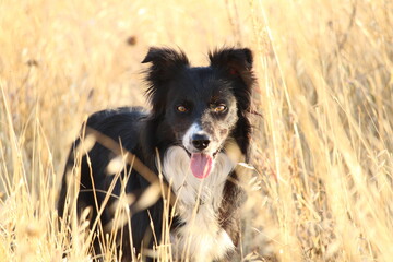 Naklejka na ściany i meble A happy and smiling Border Collie dog in a wheat field