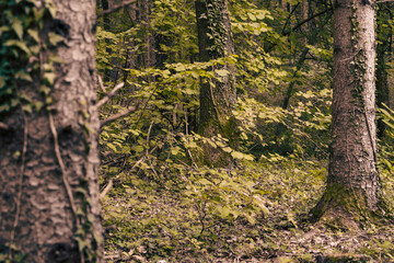 Obraz premium The colors of autumn in the Monticolo forest in South Tyrol, Italy.