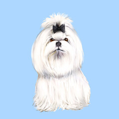 Watercolor illustration of dog maltese lapdog, dog, animal, pet, white dog, breed maltese lapdog  - obrazy, fototapety, plakaty