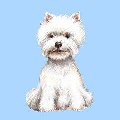 Watercolor illustration of dog West Highland White Terrier, dog, animal, pet, white dog, West Highland White Terrier breed 