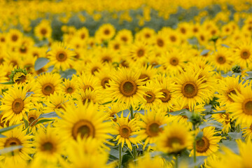 ヒマワリの花畑