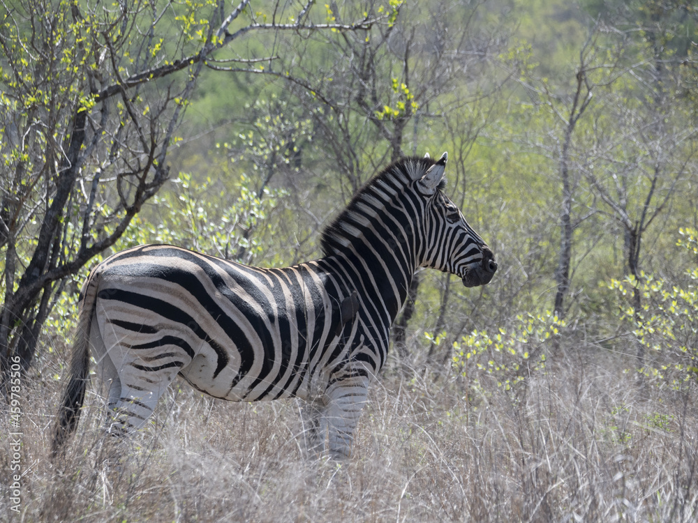 Sticker zebra walking in a reserve in south africa