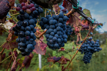 Vineyards with ripening red grapes.