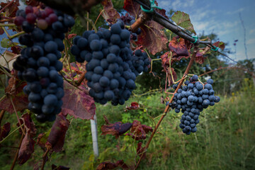 Vineyards with ripening red grapes.