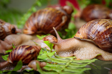 A large white snail with small snails is crawling along the branches of the plant.