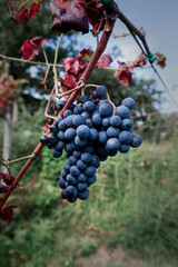 Vineyards with ripening red grapes.