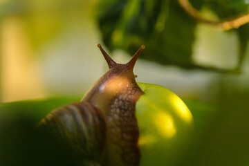 A large white snail sits on a green apple. Close-up
