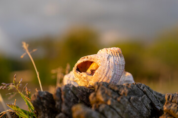 Still life with seashells on a blurry background
