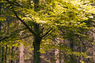 The colors of autumn in the Monticolo forest in South Tyrol, Italy.