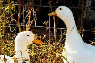 Adult American Pekin Ducks