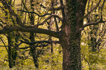 The colors of autumn in the Monticolo forest in South Tyrol, Italy.