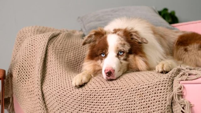 Close up shot of cute adorable dog face with blue smart eyes