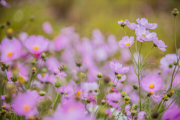 flowers in the field © jli