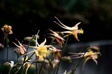 セイヨウオダマキ
