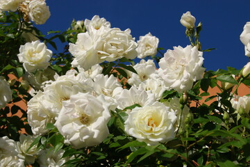 rosas blancas en el jardin