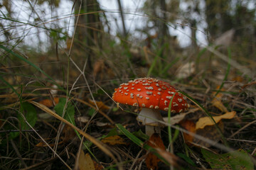 Amanita mushroom in the forest.