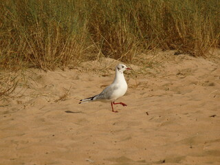 Fototapeta premium seagull on the beach