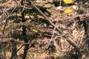 The colors of autumn in the Monticolo forest in South Tyrol, Italy.