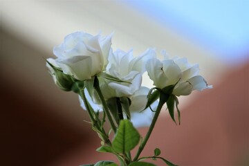 rosas blancas en el jardin