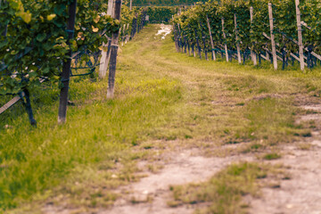 Harvest time in orchards in South Tyrol, Italy