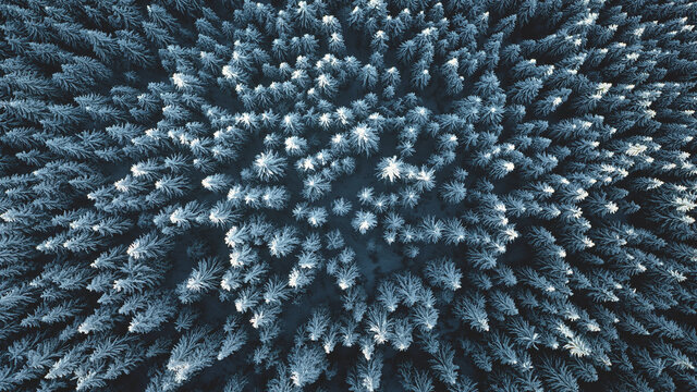 Aerial top down fir mountain forest at snow. Winter nobody nature landscape. Hoarfrost over pine trees. Tourism and travel concept. Undiscovered Carpathians mounts, Bukovel Resort, Ukraine, Europe